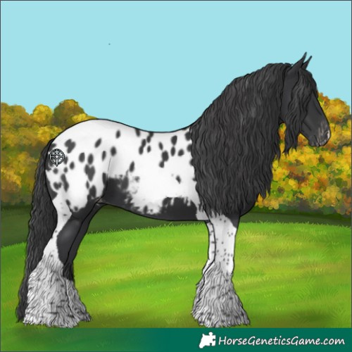 Horse Color:Black Tobiano Blanket