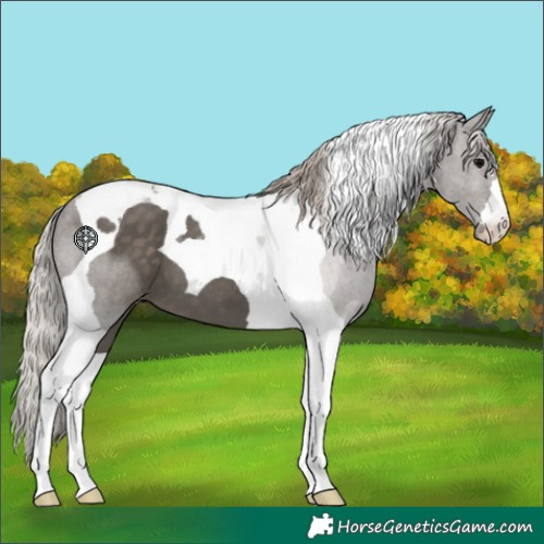 Horse Color:Silver Black Tobiano