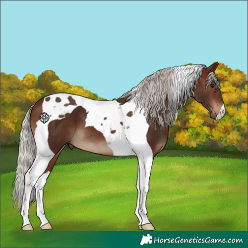 Horse Color:Silver Brown Tobiano