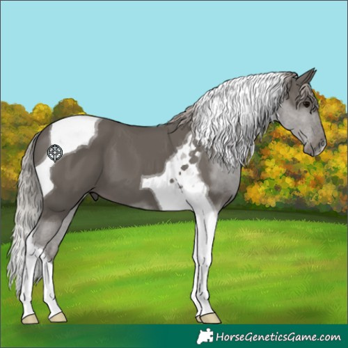 Horse Color:Silver Black Tobiano 