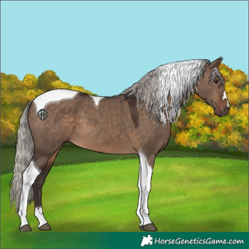 Horse Color:Silver Brown Dun Tobiano 
