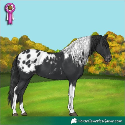 Horse Color:Black Tobiano Blanket 