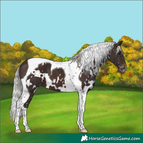 Horse Color:White Spotted Silver Brown Tobiano Varnish 