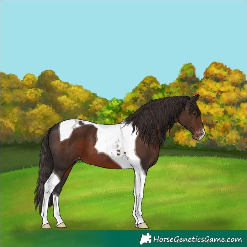 Horse Color:Liver Chestnut Tobiano Varnish