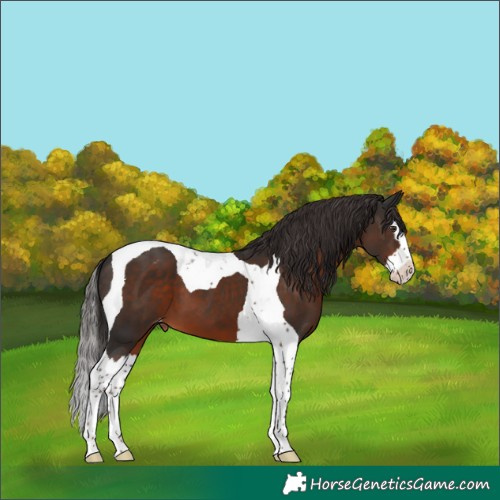 Horse Color:Liver Chestnut Splash Tobiano Varnish
