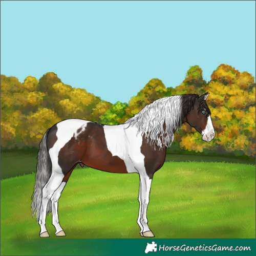 Horse Color:Liver Chestnut Splash Tobiano Varnish
