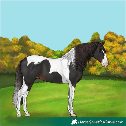 Horse Color:Liver Chestnut Splash Tobiano Varnish 
