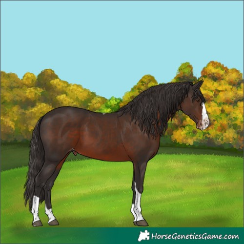 Horse Color:Liver Chestnut Splash Tobiano Varnish