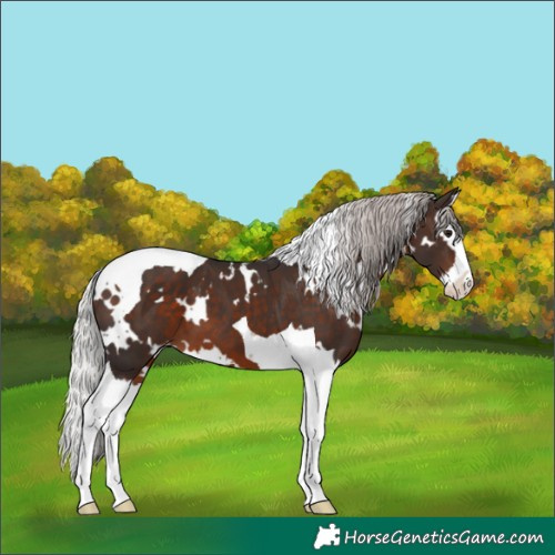 Horse Color:White Spotted Silver Brown Splash Tobiano Varnish 