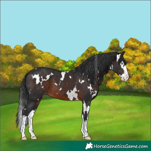 Horse Color:White Spotted Brown Splash Varnish 