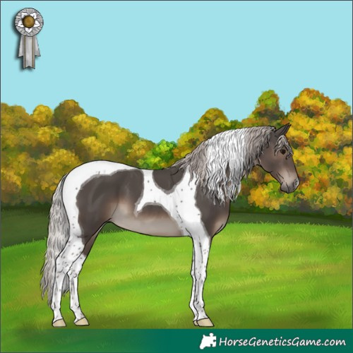 Horse Color:Silver Black Tobiano