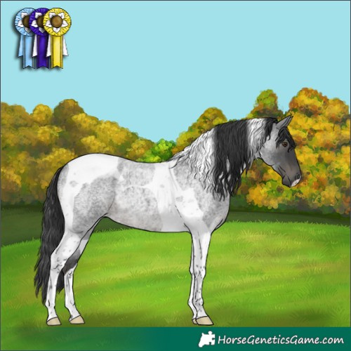 Horse Color:Blue Roan Tobiano