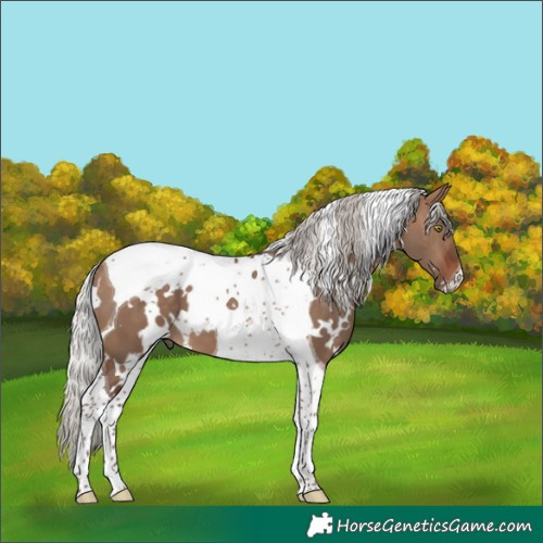 Horse Color:White Spotted Silver Brown Dun Tobiano