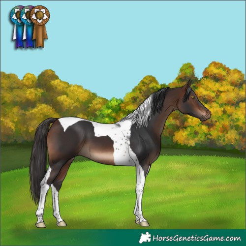Horse Color:Brown Tobiano 