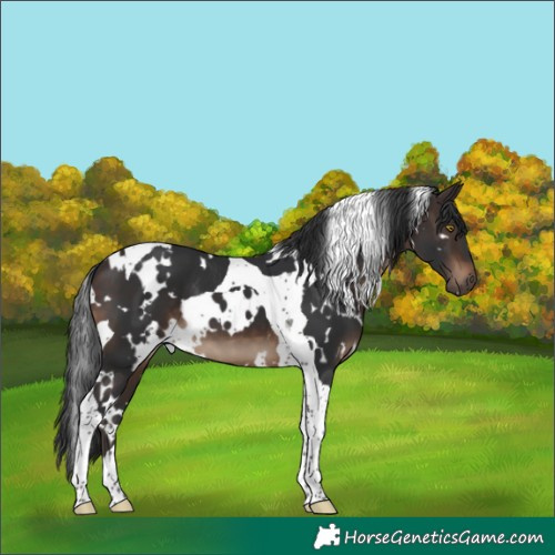 Horse Color:White Spotted Brown Tobiano