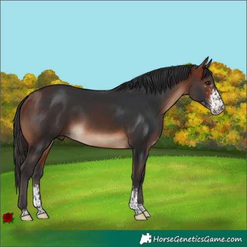 Horse Color:Bay Sabino