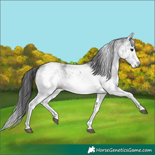 Horse Color:Gray White Spotted Black  and Gray White Spotted Black 