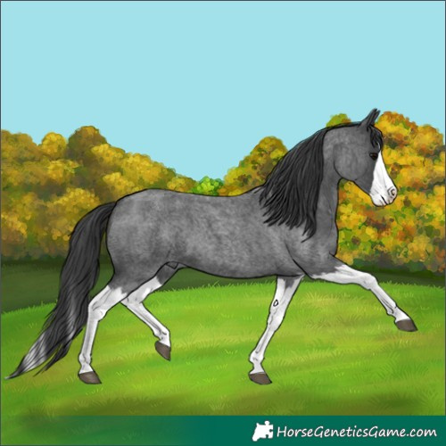 Horse Color:Blue Roan Splash