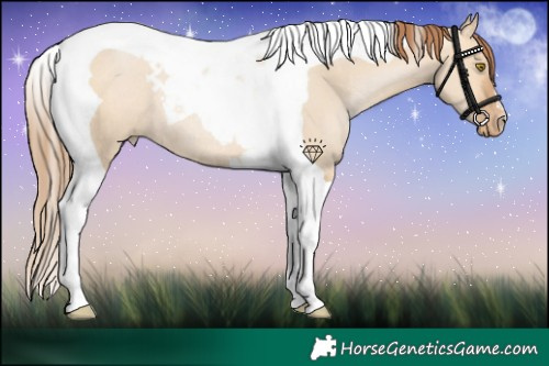 Horse Color:Bay Pearl Dun Tobiano Rabicano