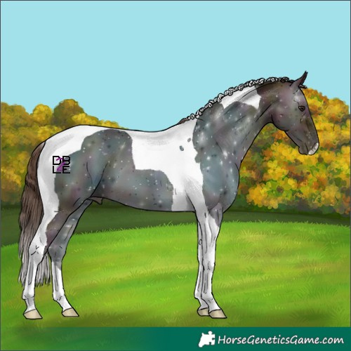 Horse Color:Midnight Amber Champagne Onyx Tobiano
