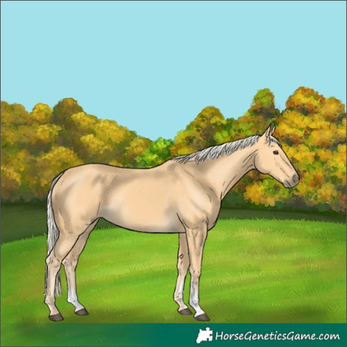 Horse Color:Palomino Sabino
