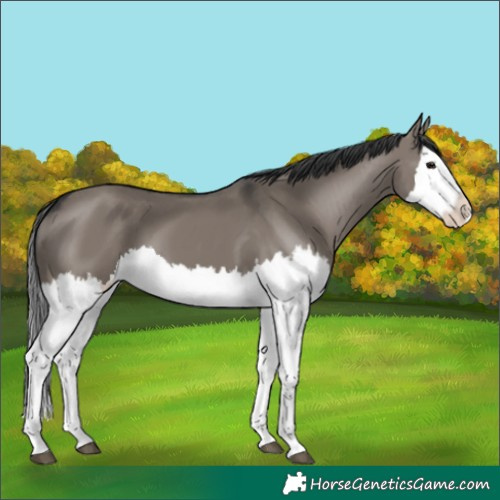 Horse Color:Grullo Splash 