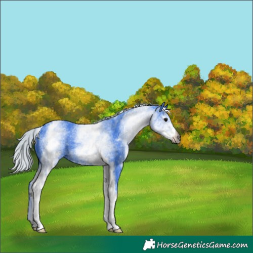 Horse Color:Gray Watercolor White Spotted Silver Black