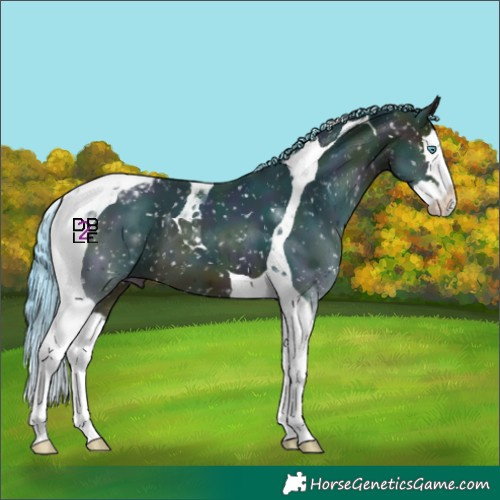 Horse Color:Watercolor Midnight Bay Splash Tobiano Snowflake Varnish