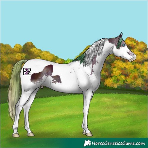 Horse Color:Watercolor Midnight Bay Splash Tobiano