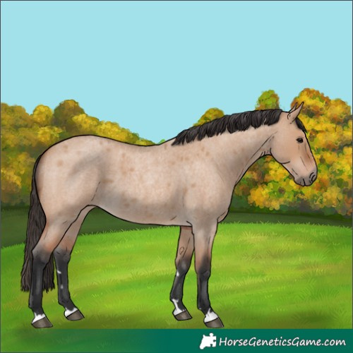 Horse Color:Bay Roan Dun