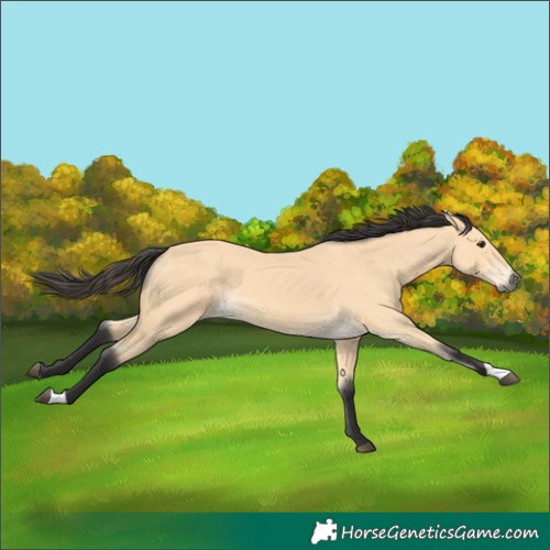 Horse Color:Buckskin 