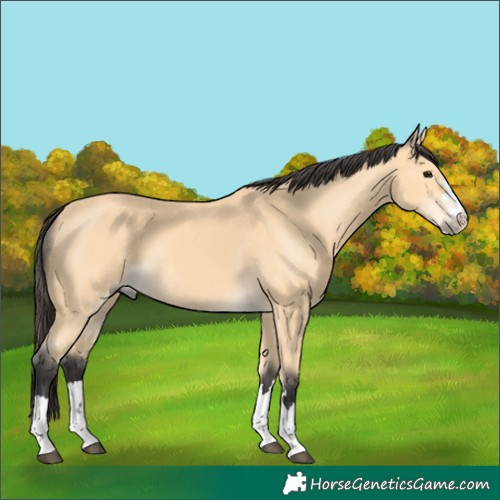 Horse Color:Buckskin