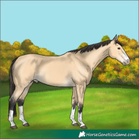 Horse Color:Buckskin