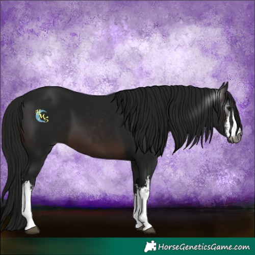 Horse Color:Gray White Spotted Brown 