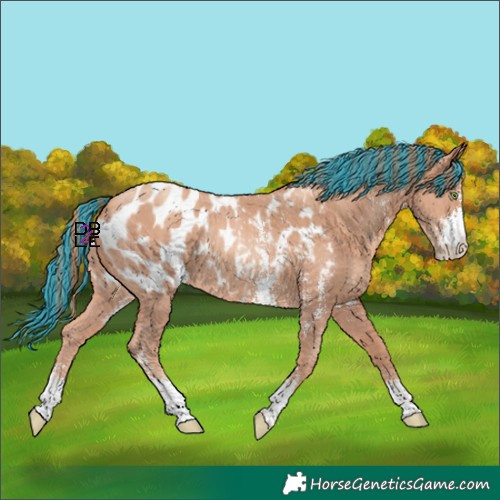 Horse Color:Painted Gold Champagne Sabino Blanket 