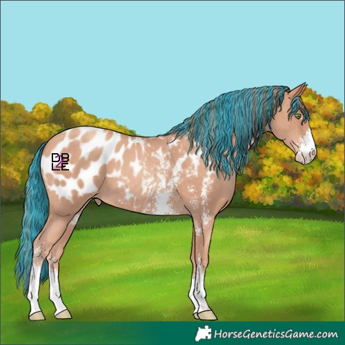 Horse Color:Painted Gold Champagne Sabino Blanket 