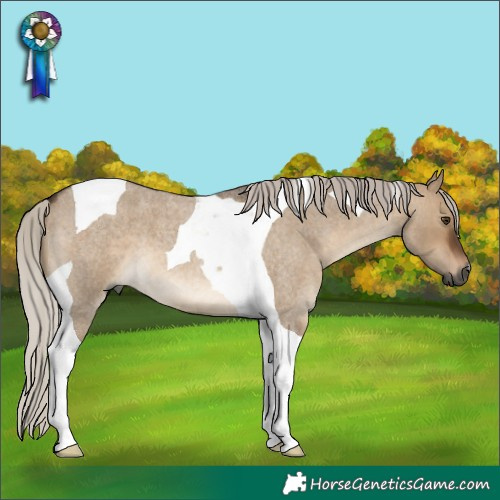 Horse Color:Gray Silver Bay Roan Dun Tobiano