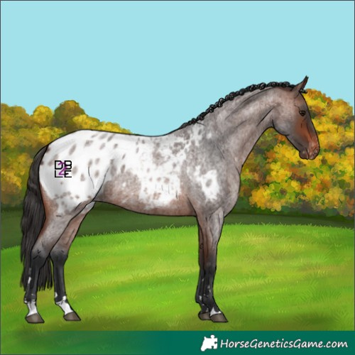 Horse Color:Brown Roan Blanket