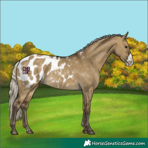 Horse Color:Silver Buckskin Dun Frame Blanket