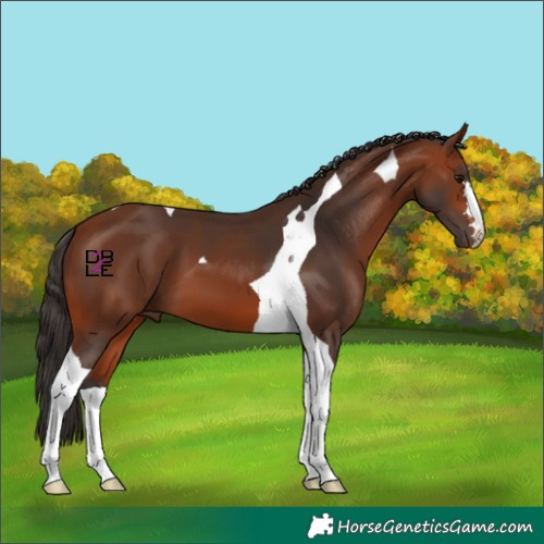 Horse Color:Bay Tobiano