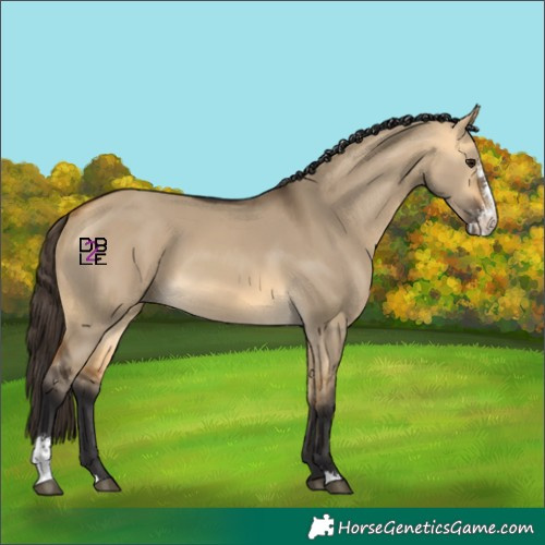 Horse Color:Buckskin Dun Sabino 