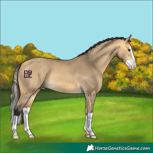 Horse Color:Buckskin Dun Splash