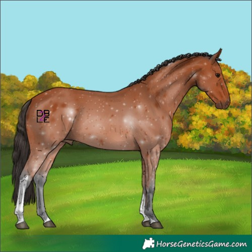 Horse Color:Bay Tobiano