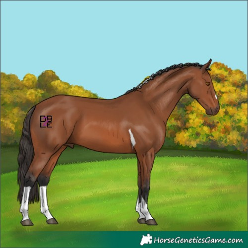 Horse Color:Bay Tobiano