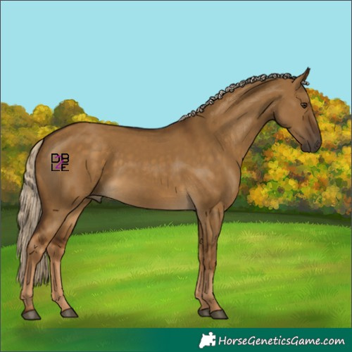 Horse Color:Chocolate Palomino Dun