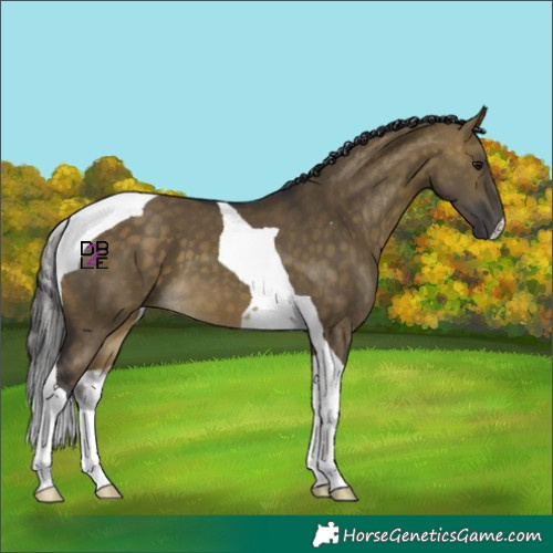 Horse Color:Buckskin Dun Tobiano