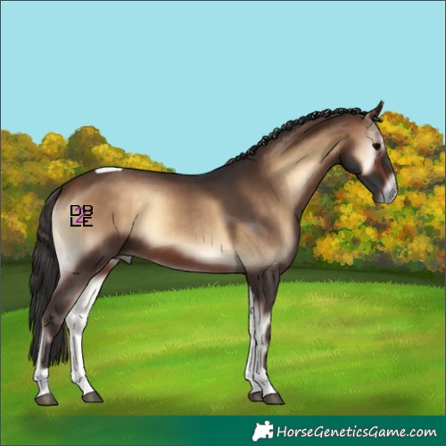 Horse Color:Bay Onyx Tobiano