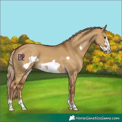 Horse Color:Chocolate Palomino Dun Frame