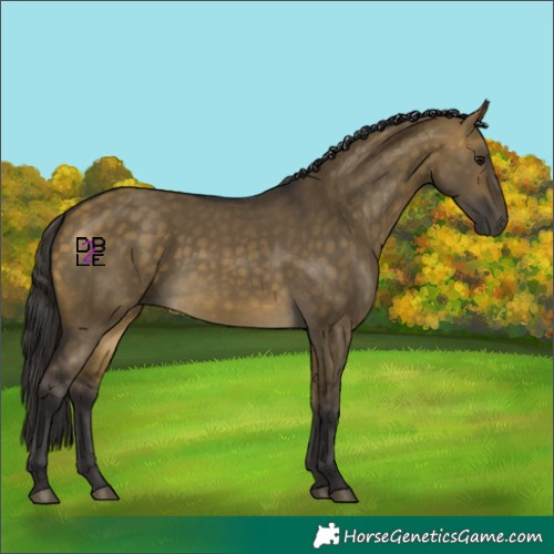 Horse Color:Buckskin Dun 