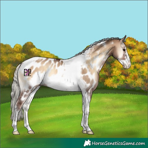 Horse Color:Silver Bay Onyx Tobiano Frame Near Leopard Rabicano